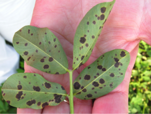 late leaf spot of peanut