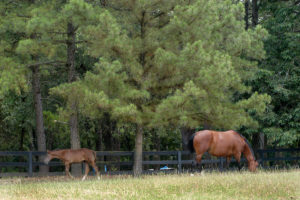 Cover photo for Time for Pasture Work