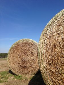 Cover photo for NC Hay Producers Received Awards at the 2018 Southeastern Hay Contest