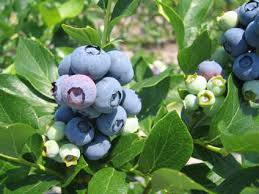 Cover photo for Polk County Blueberry Pruning Demonstration and Workshop