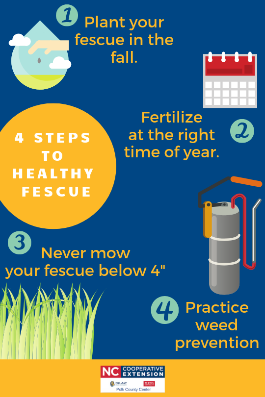 Four Steps to Healthy Fescue