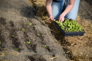 Transplanting seedlings into the garden