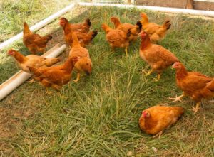 Freedom Ranger chickens at Perry-winkle Farm