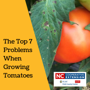 Cover photo for The Top 7 Problems When Growing Tomatoes