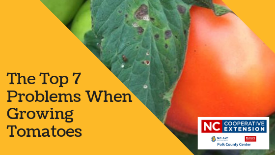 Top Tomato Growing Problems