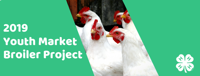 Youth Market Broiler Project 2019