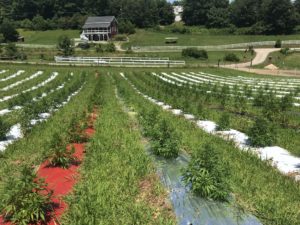 CBD hemp growing on red, black and white plastic mulch