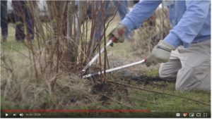 Cover photo for Blueberry Pruning With Dr. Bill Cline: a Video