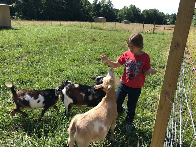 4-H Goat Club