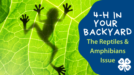 4-H in Your Backyard - Reptiles & Amphibians