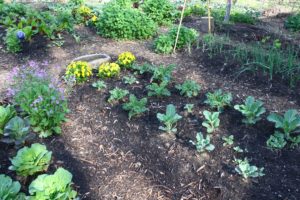 Vegetable Garden