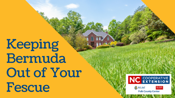 How to Kill Bermuda Grass in Fescue Lawn