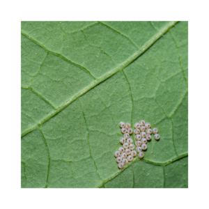 Cabbage Moth Eggs