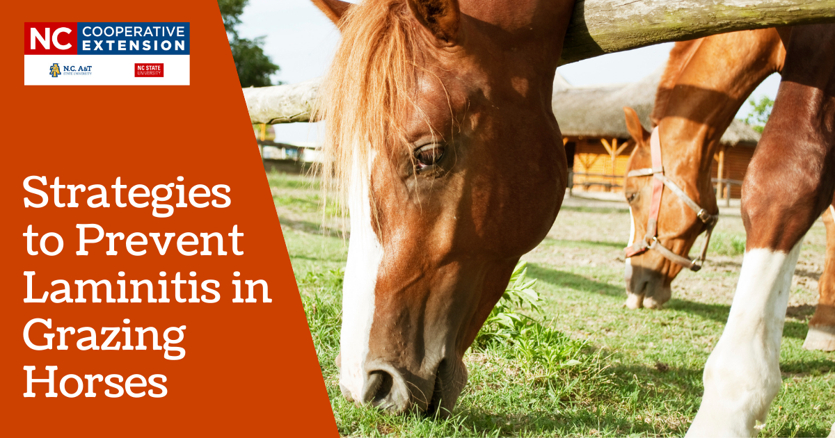 Strategies to Prevent Laminitis in Grazing Horses