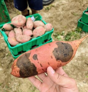 black rot symptoms on Sweetpotato