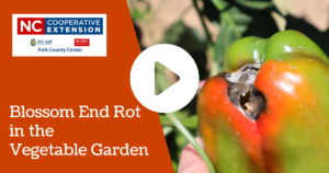 Blossom End Rot in the Vegetable Garden