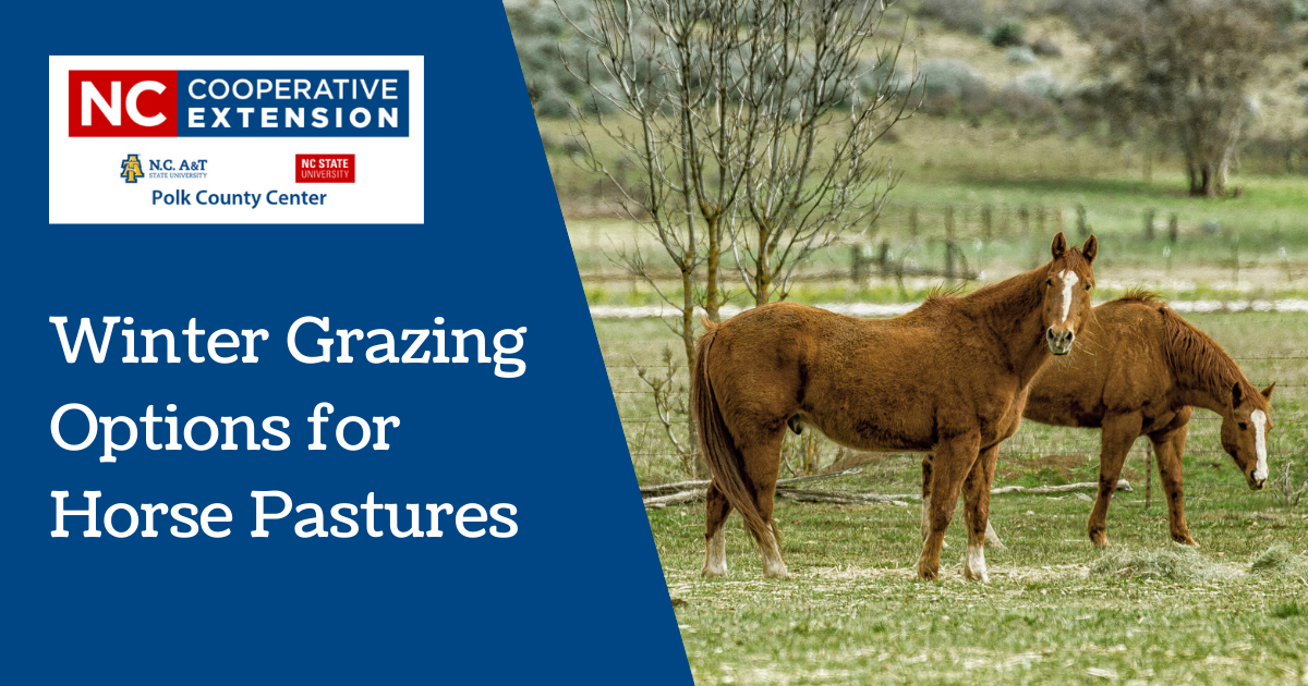 Winter Grazing Options for Horse Pastures