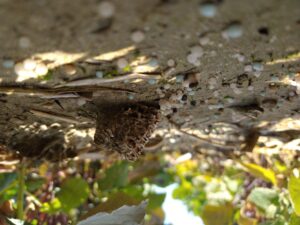 Cover photo for Average Soil Fertility Status of Row-Crop Fields in NC