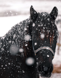 Cover photo for Winter Feeding Practices for Horses