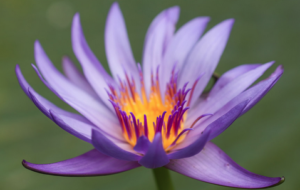Cover photo for May Lawn and Garden Tips