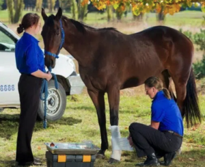 Cover photo for Summary From the Equine First Aid Workshop