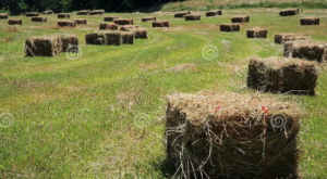 Cover photo for Understanding Your Hay Analysis