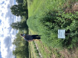 Chinese medicinal herbs growing on a farm in western NC