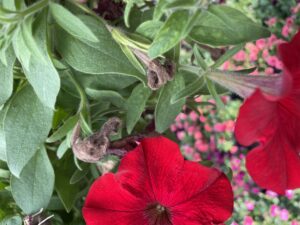 Botrytis blight on petunia