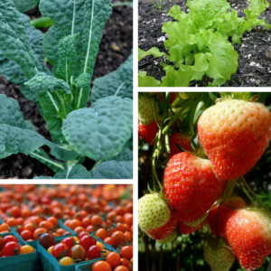 Cover photo for Growing Edible Plants Is Open for Enrollment