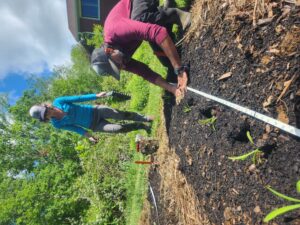 two people planting little Chinese medicinal herb plants in a prepared bed on a farm
